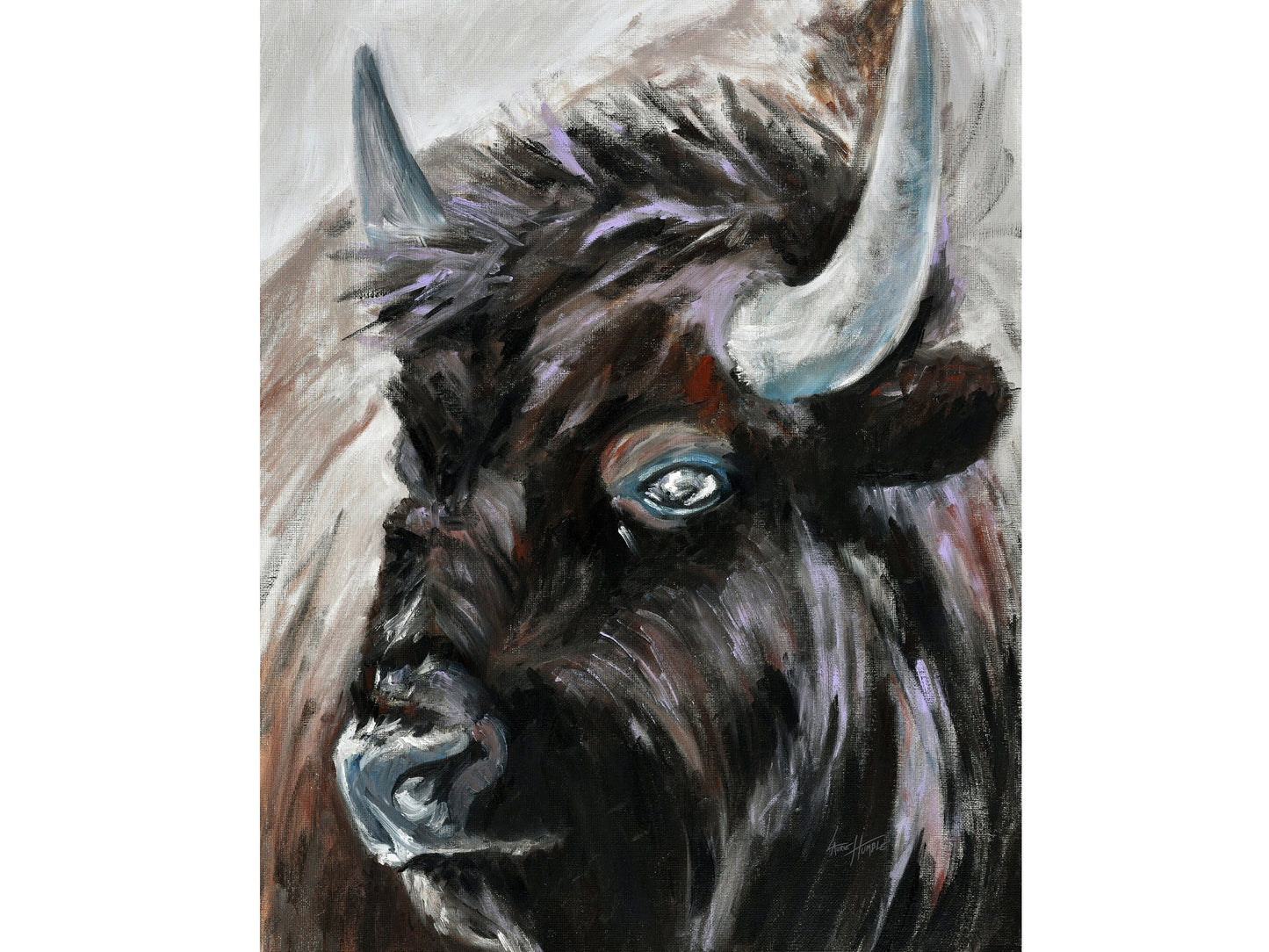 Buffalo Fine Art Print