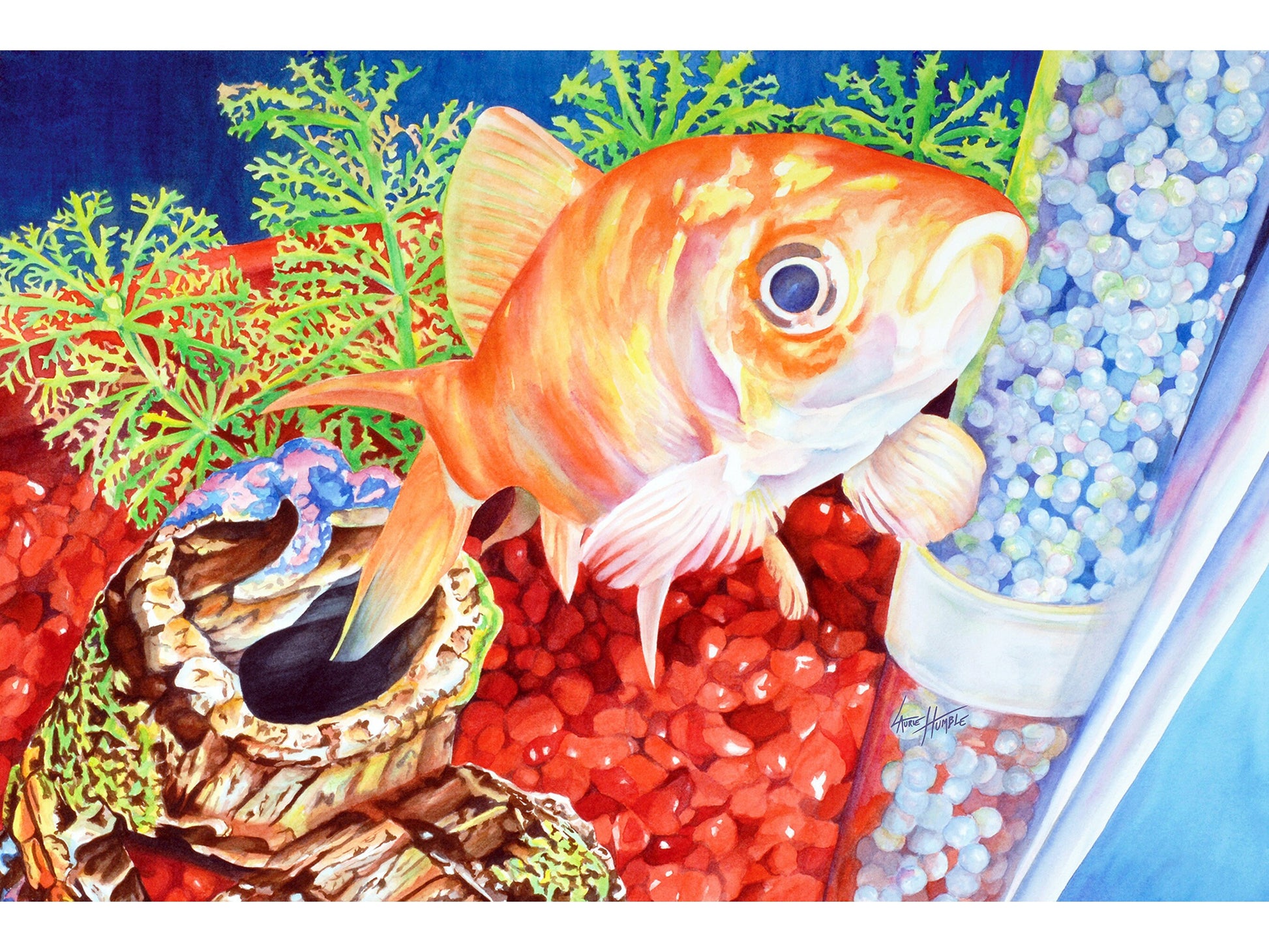 Fish Aquarium Fine Art Print – Laurie Humble
